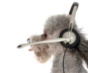 Got a problem?  Give Pepa a call.  :)  Very handsome silver toy poodle wearing headset.